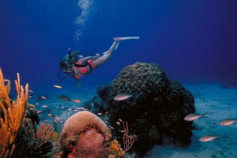 Try Scuba Diving in Racha Yai/Noi: 3 Dives for Non-Certified - Image 2