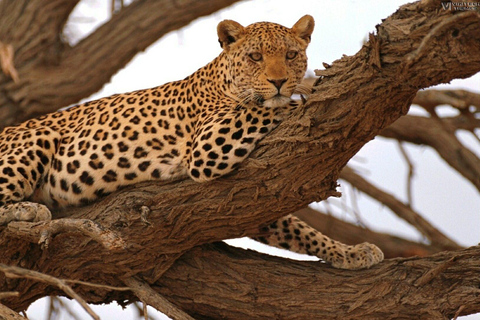 Visite d&#039;une journée au KwaZulu Hluhluwe-Imfolozi et iSimangaliso