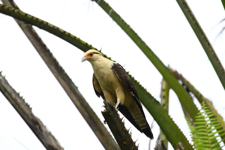 Carara National Park: Beste Tour Carara National Park - Ein Tag