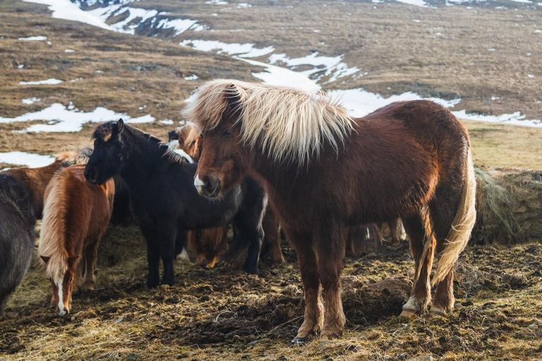 Reykjavik: Icelandic Horse Ride in Lava Fields – All Levels