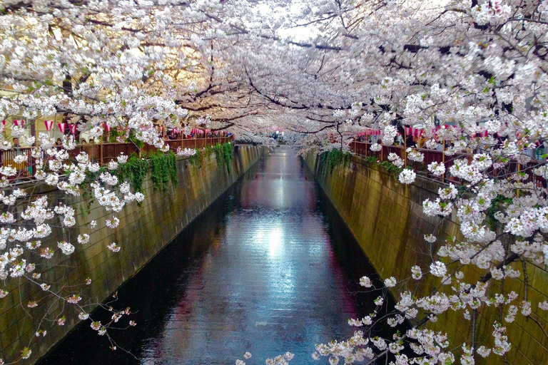 Tokyo: Private City Highlights Tour with Guide