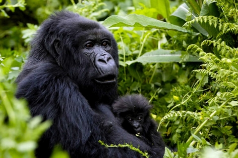 5-daagse gorilla's en wildwaterraftingsafari