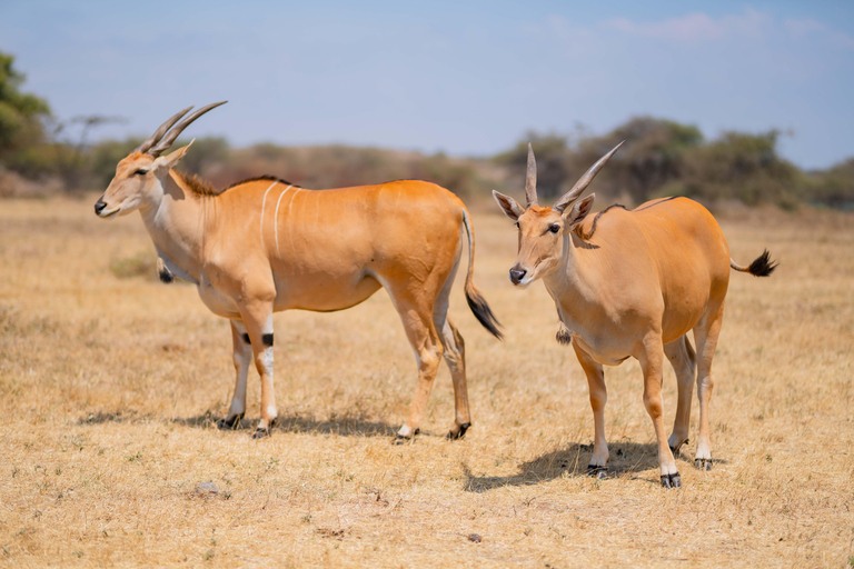 Serengeti Explorer: 6 Tage Privatsafari mit Wildbeobachtung.