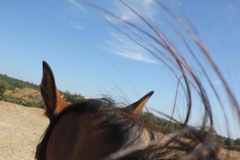 Costa Alentejana: Horse tour in Serra de Grândola