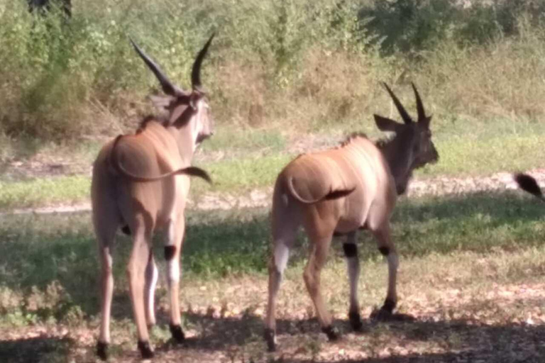 Safari i odkrywanie: rezerwat Bandia i laguna Somone