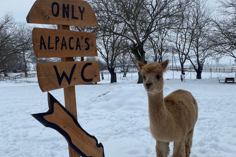 From Baku: Shamakhi and Alpaca Farm Day Trip