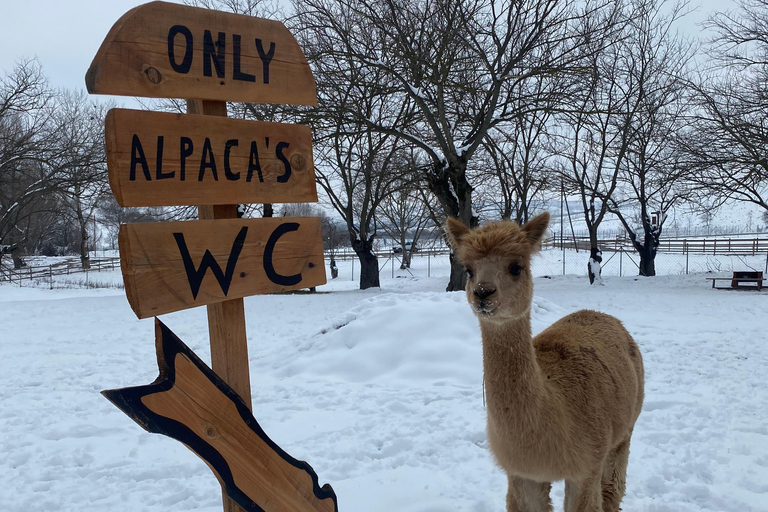 From Baku: Shamakhi and Alpaca Farm Day Trip