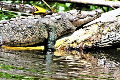 Negril: Black River Safari and YS Falls Tour with Lunch