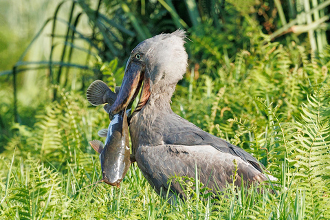 Mabamba Swamp Shoebill Birdwatching Tour