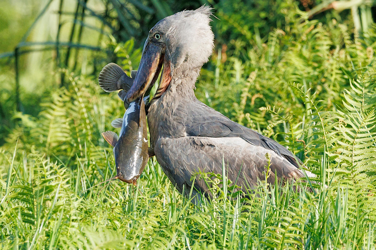 Mabamba Swamp Shoebill Birdwatching Tour