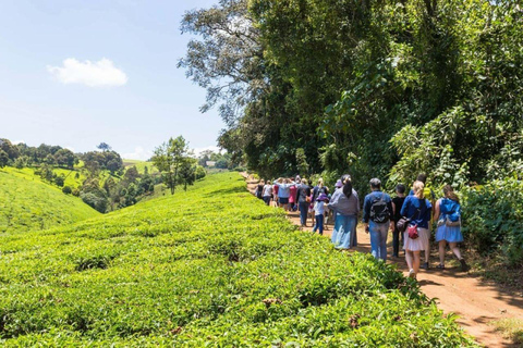 Granja de té desde Nairobi (Kiambethu)