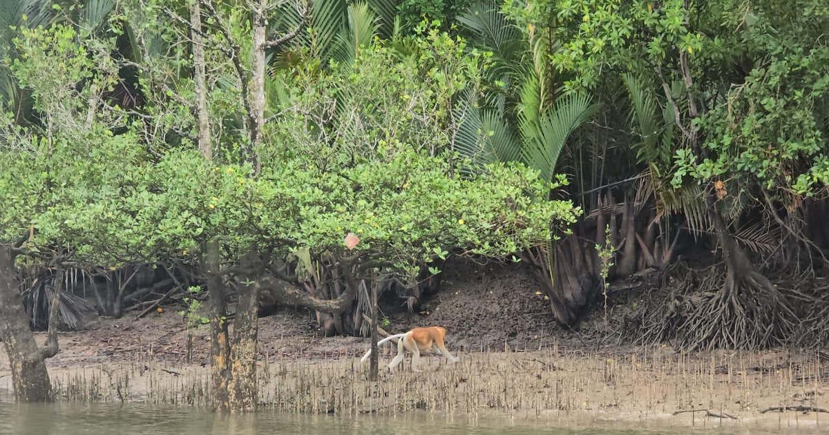 Vida selvagem do manguezal e vagalumes em Kuching - 2026 (Avaliações ...