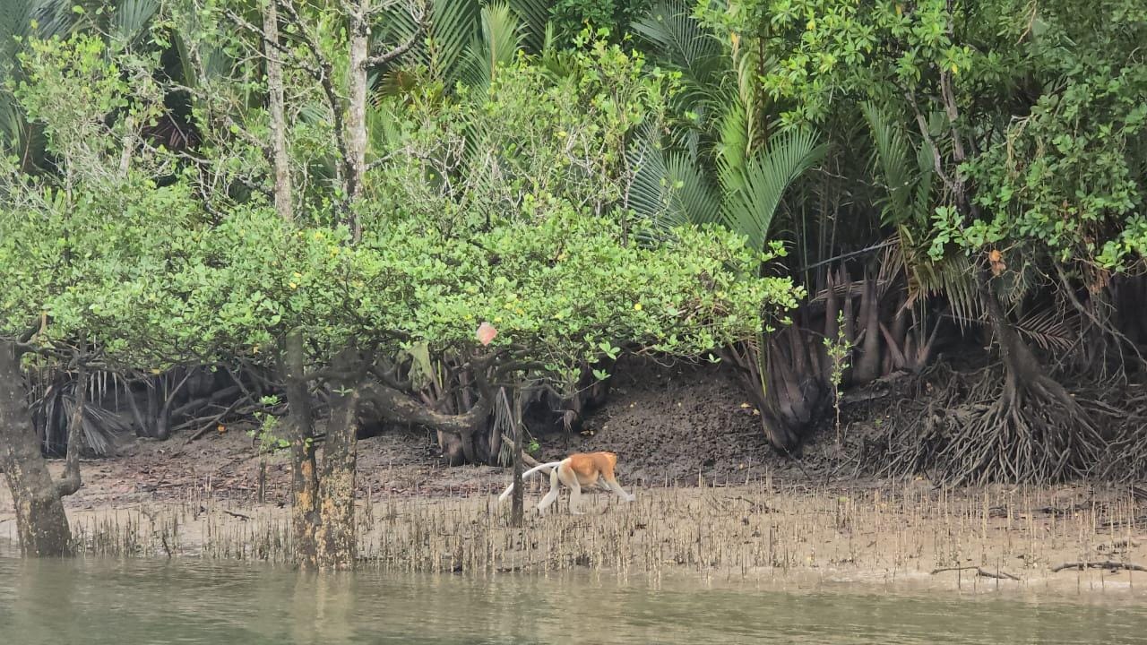 Kuching: Mangroven, Wildtiere und Glühwürmchen