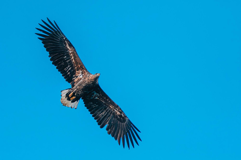 索尔特兰德：特罗尔峡湾RIB船游索尔特兰德：特罗尔峡湾 rigid inflatable boat（RIB）游船之旅