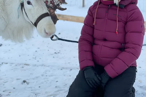 Alta: Sami Cultural experience - Lavvu - Reindeers