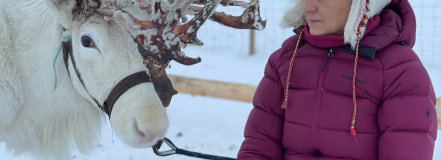 Alta : expérience culturelle sami avec lavvu et rennes