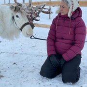 Tienda lavvu sami y renos en la nieve cerca de Alta, en la Laponia noruega
