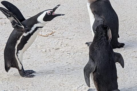 Cape Point & Penguins - Private Half-Day Tour