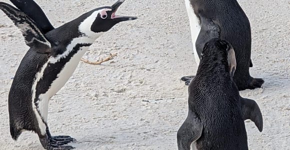 Cape Point & Penguins - Private Half-Day Tour