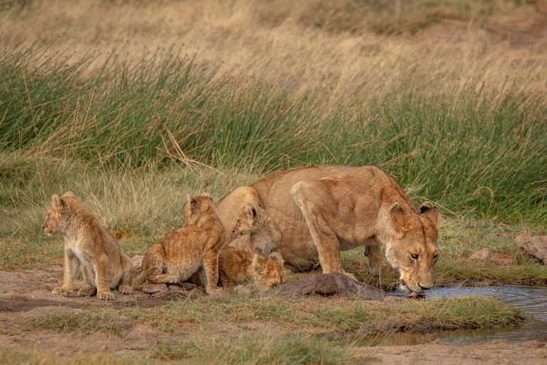 Zanzibar: Lake Manyara Safari & Culture Explore with Flight Dar es Salaam: Manyara Safari & Culture Explore with Flights