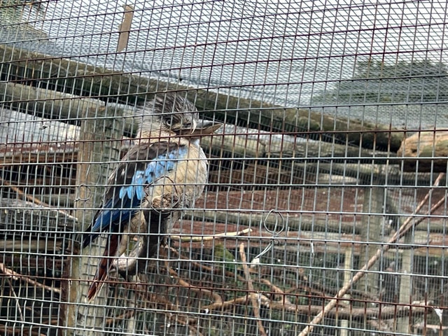 Cape Town Private World of Birds Tour with over 3000 Birds.