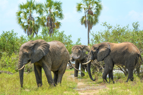 From Zanzibar: Overnight Selous G.R. Safari with Flights shared safari