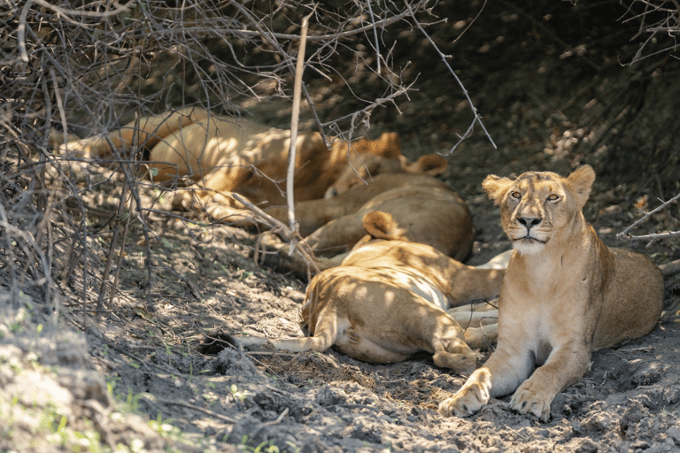 Zanzibar: 2-dniowe safari w Parku Narodowym Nyerere z promem
