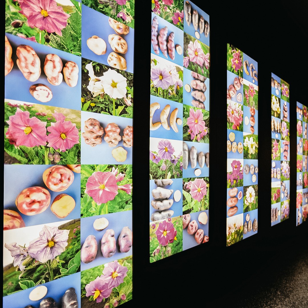 Collage di media