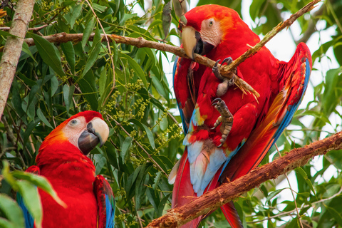 From Cusco: 3-Day Manu Amazon Jungle Expedition & Photos