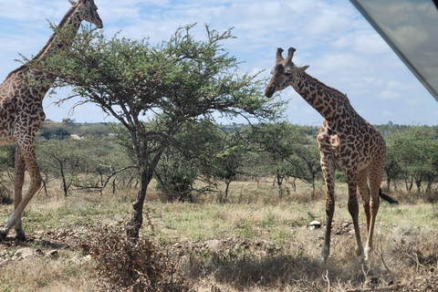 Nairobi: National Park Tour Experience