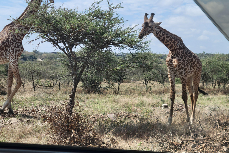 Nairobi: National Park Tour Experience