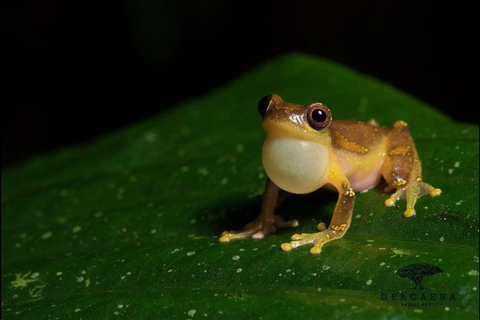 Quito: 3-Day Amazon Jungle Tour with Lodging & Meals