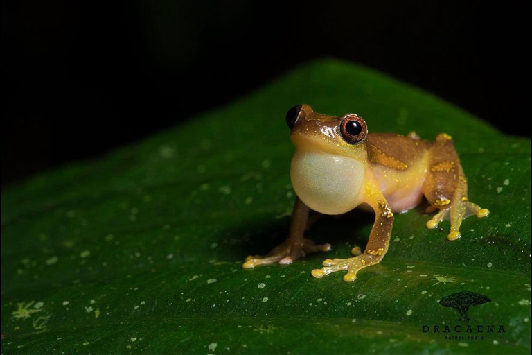 Quito: 3-Day Amazon Jungle Tour with Lodging & Meals