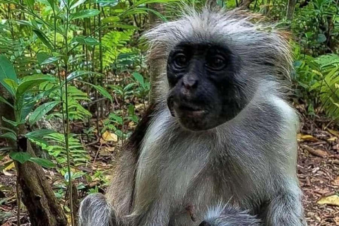 Zanzibar: Jozani forest and Butterfly day tour TOUR WITH TRANSFER (HOTEL PICK-UP AND DROP-OFF)