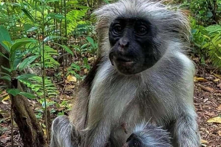 Zanzibar: Jozani forest and Butterfly day tour TOUR WITH TRANSFER (HOTEL PICK-UP AND DROP-OFF)