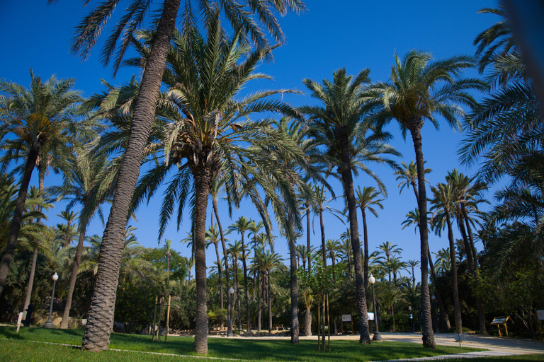 Torrevieja: Local Market and Panoramic Tour