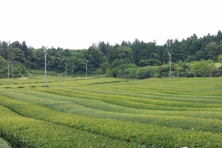 Jeju: Private Shore Excursion for Cruise Guests– West&South Seogwipo Gangjeong Port