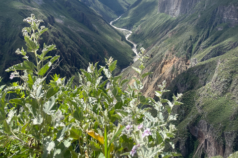 Full-Day Colca Sightseeing Tour
