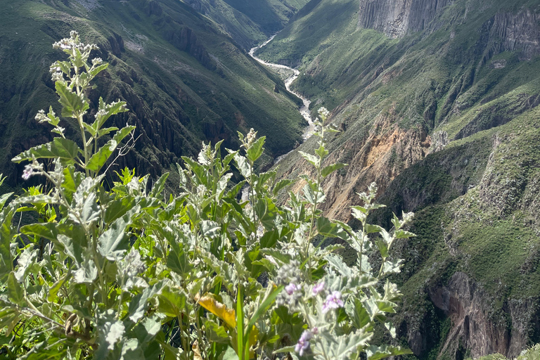 Full-Day Colca Sightseeing Tour