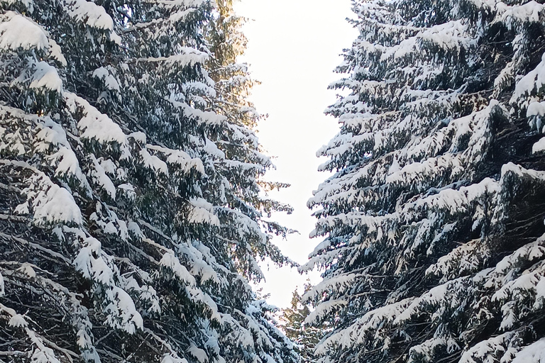 Brasov: Malaiesti Mountain Hut Guided Hike