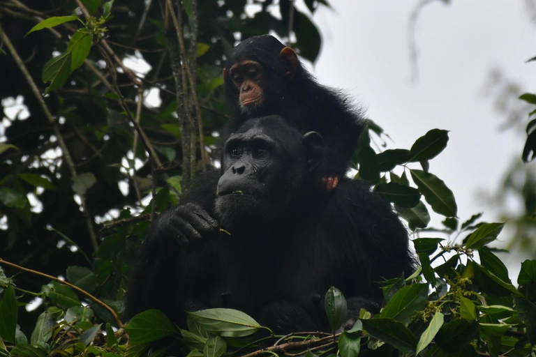 Kigali - Nyungwe: 2 Days Nyungwe Chimpanzee Trekking Tour
