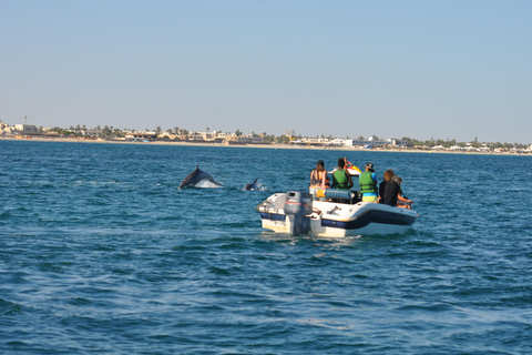 Djerba: Sunset cruise tour, dolphin watching + drinks