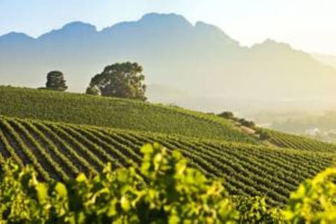 Cape Town: Stellenbosch & Franschhoek Wine Tour with Lunch