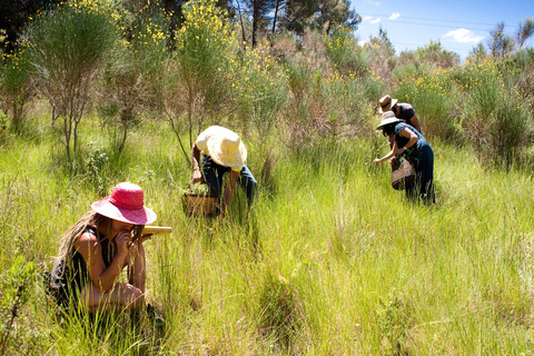 Experiencia salvaje: descubre, cocina y come la flora salvaje local