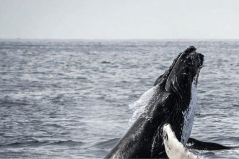 Cape Town to Hermanus Whale Watching Day Tour