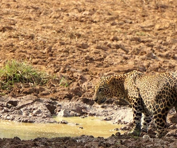 Wilpattu nationaal park - ochtend- of middagsafari