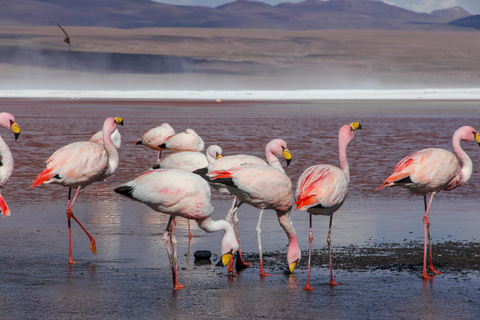 From La Paz: Uyuni Salt Flat and San Pedro de Atacama 3 days