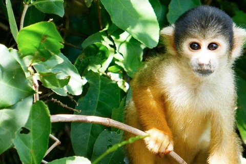 Puerto Maldonado: Reserva Nacional de Tambopata 4 Días