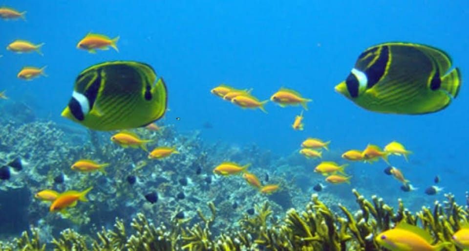 Zanzíbar: Excursión a los arrecifes de coral de Chumbe con snorkel ...