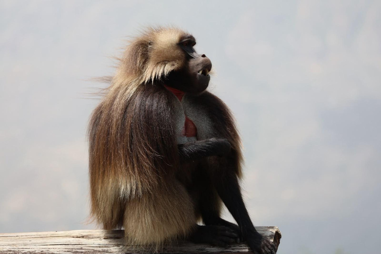 From Addis: Blue Nile Gorge, Baboons & Waterfalls